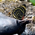 NYMPHALIDAE, Agrias amydon bogotana